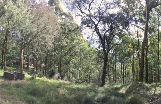 A Lush Green Forest With Trees And Grass On A Hillside — Greater Newcastle Removals In Wallsend, NSW