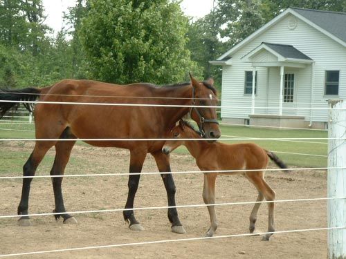 Customize Fence — Fort Wayne, IN — Arrow Fence