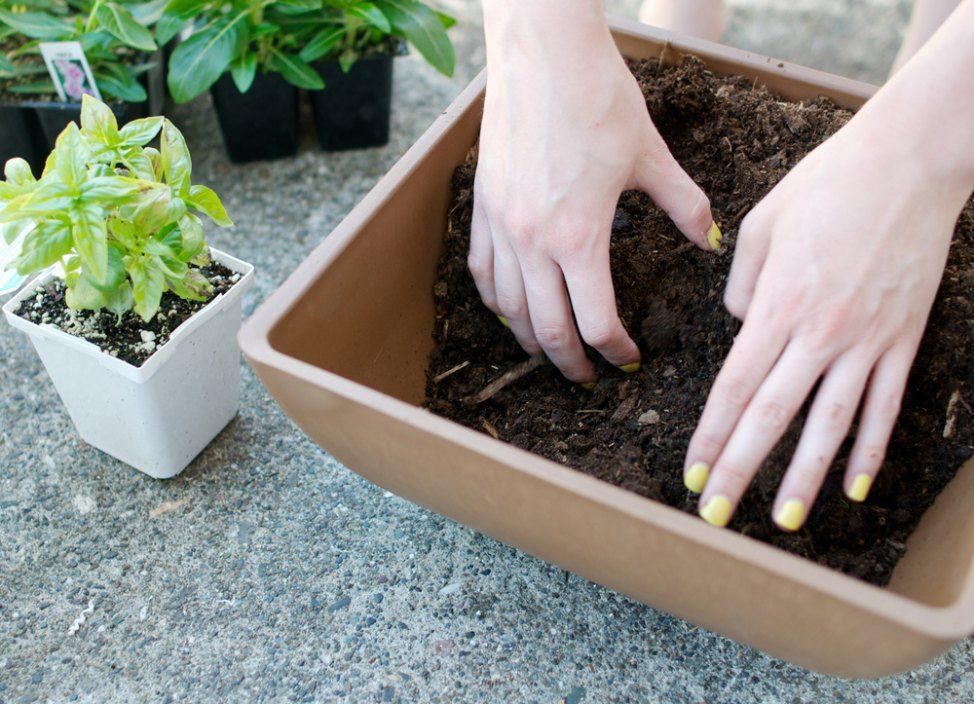 A Woman With Yellow Nails is Planting a Plant in a Planter — Envy Landscape Supplies In Urangan, QLD