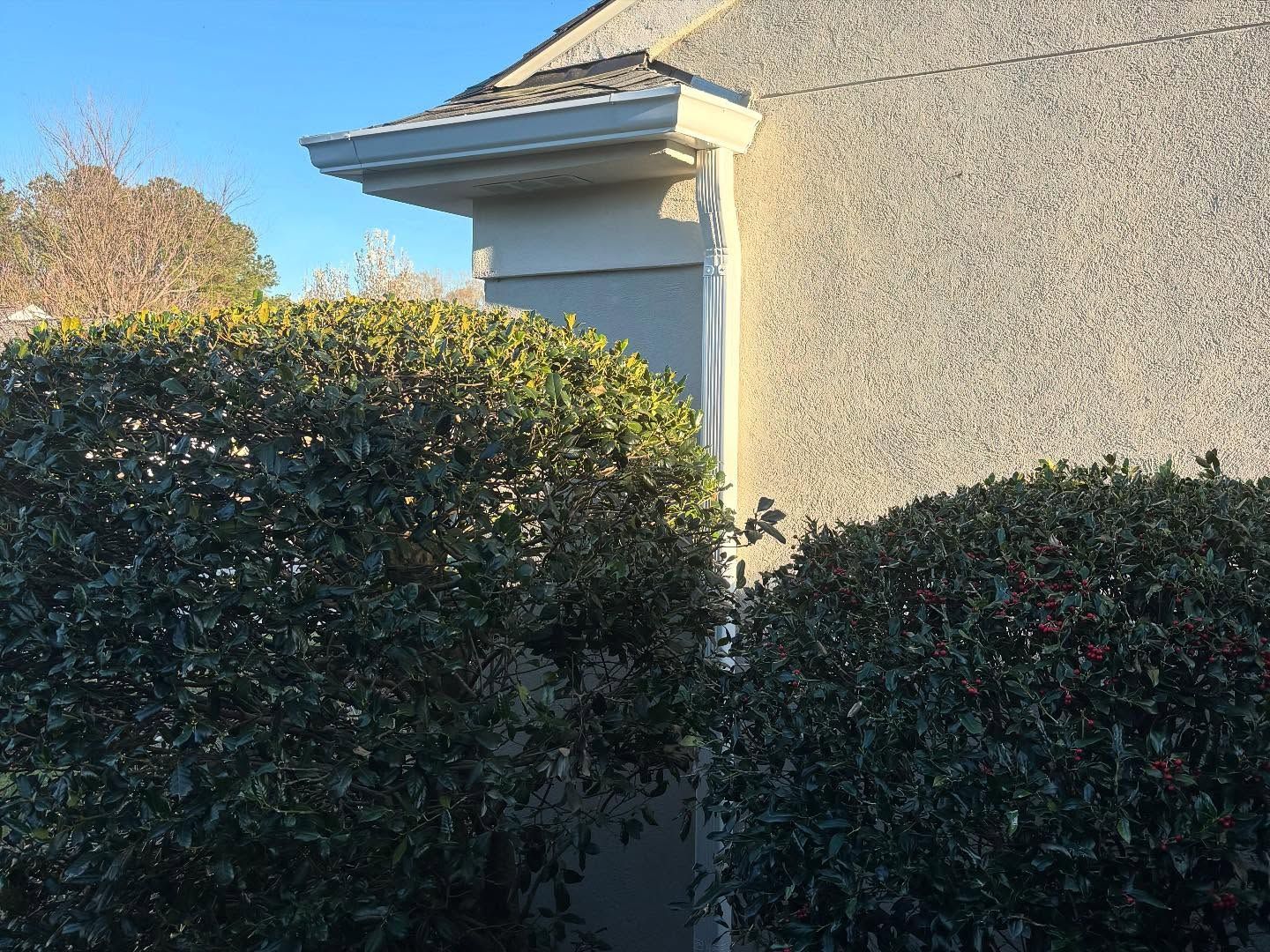 A view of a corner of a beige stucco house with a white gutter and downspout, flanked by two large, dense green bushes.