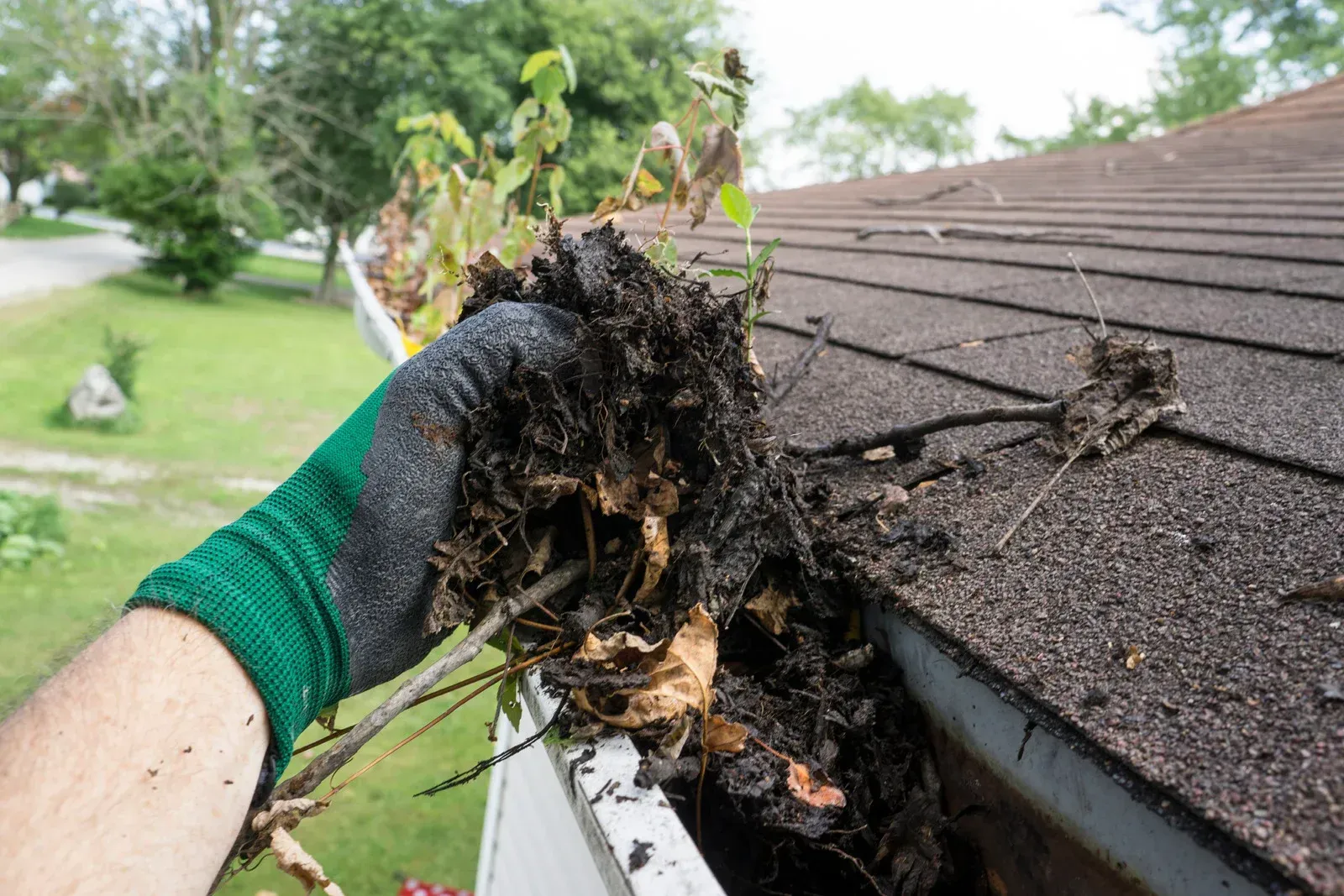 Gloved hand holding a rotting plant root and soil at the edge of a shingled roof gutter
