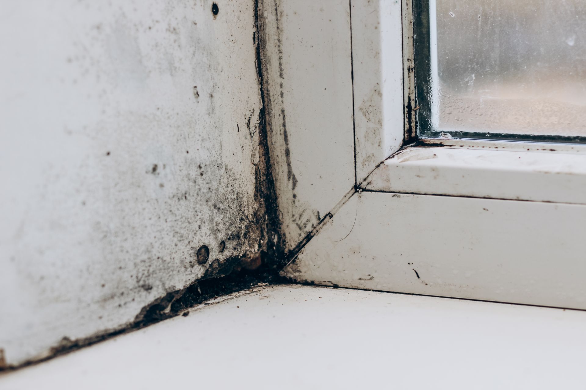 A close up of a window sill with mold growing on it.