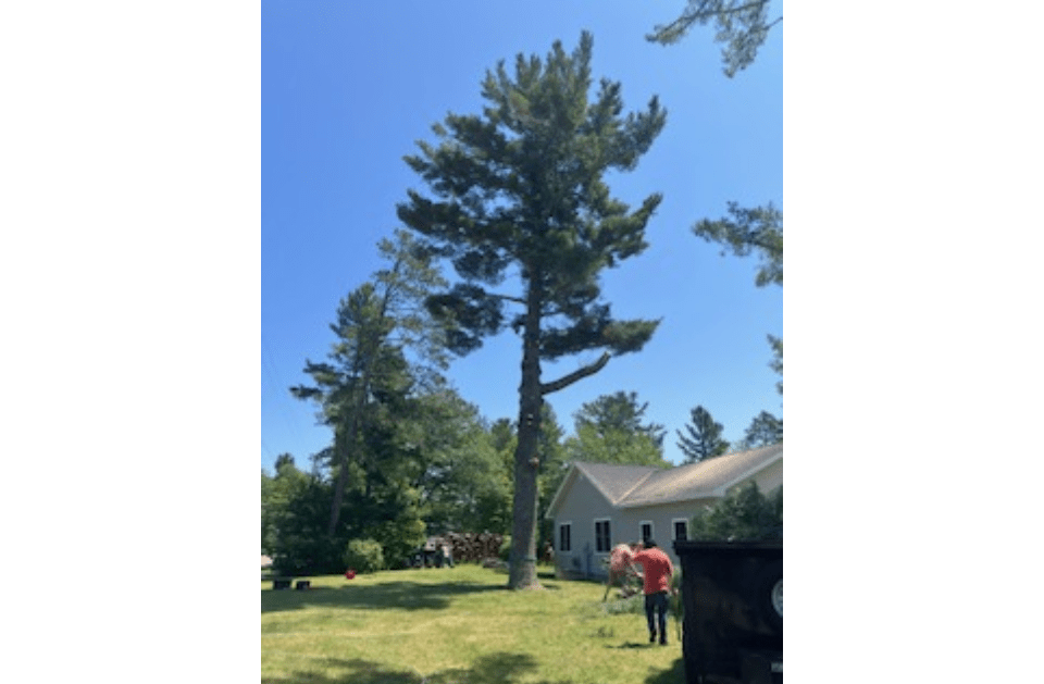 A man is standing in front of a large pine tree in a yard.