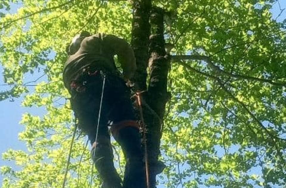 A man is climbing a tree on a rope.