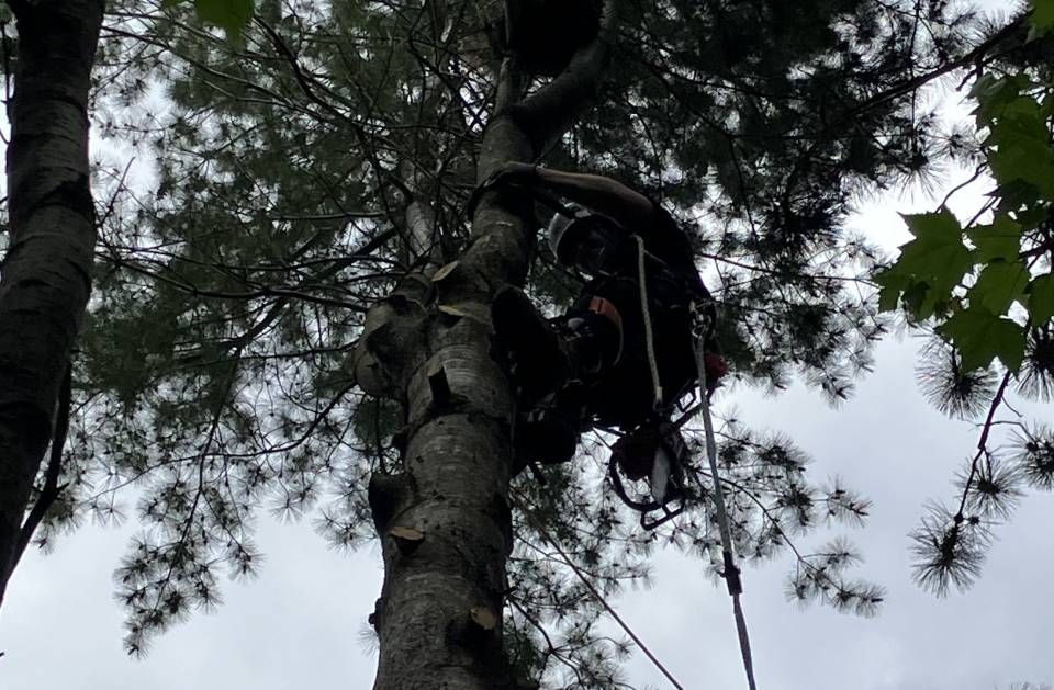 A person is climbing a tree with a harness on.