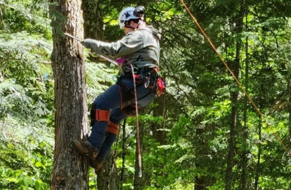 A person is climbing a tree in the woods.