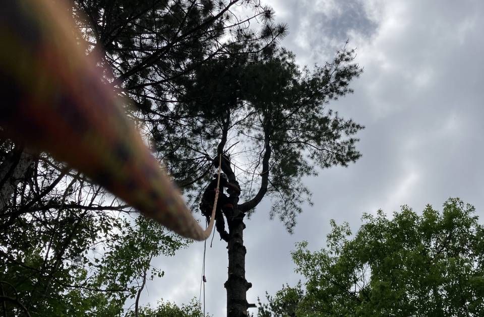A person is climbing a tree with a rope around their neck.