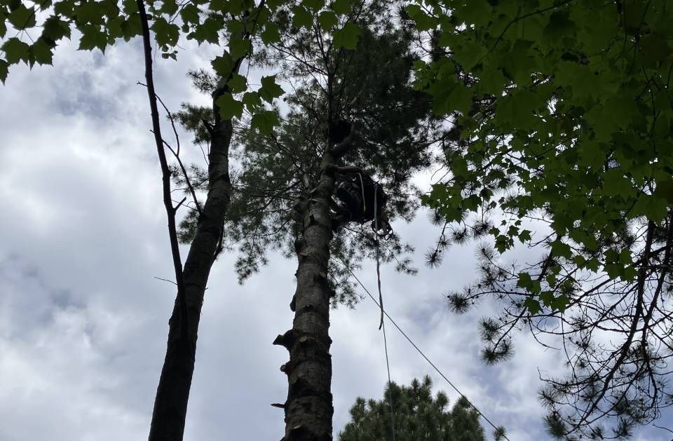 A man is climbing a tree with a chainsaw.