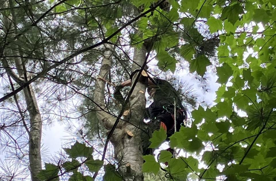 A man is climbing up a tree in the woods.