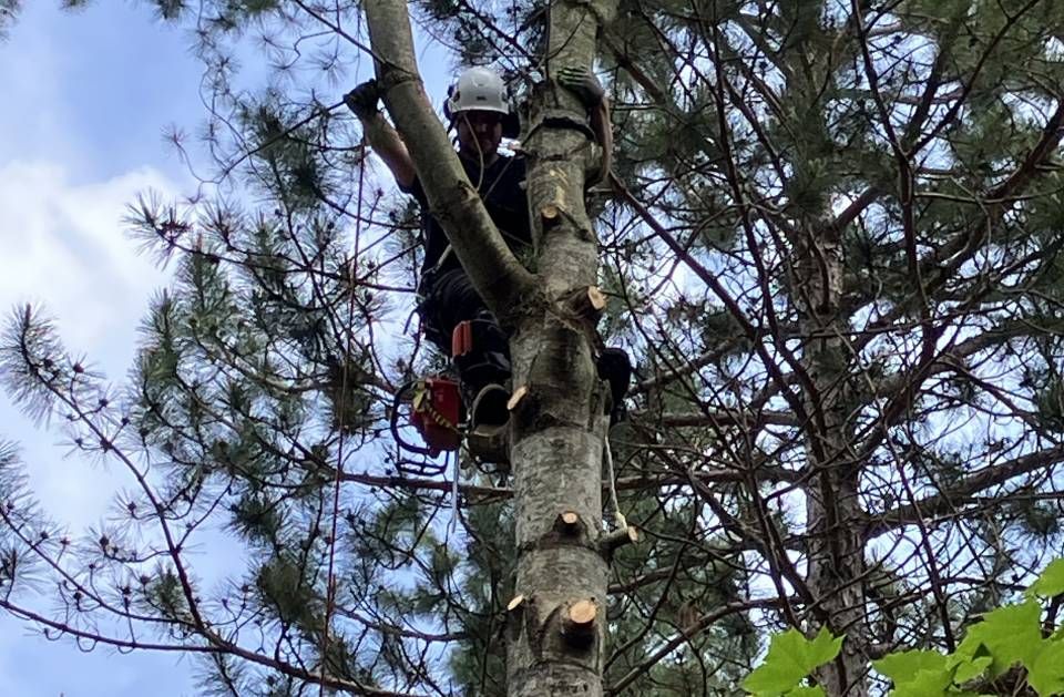 A man is climbing a tree with a chainsaw.
