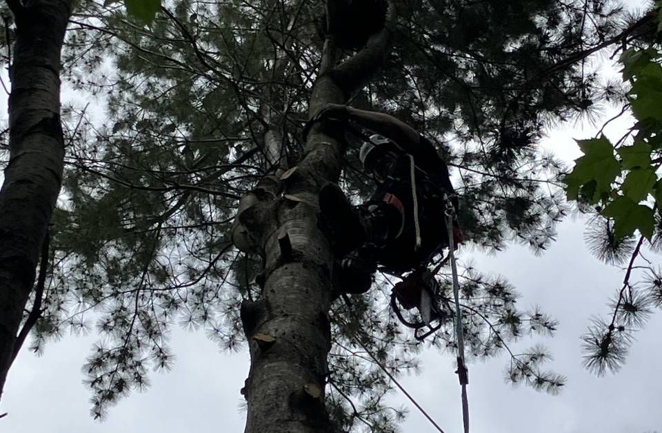 A man is climbing a tree with a chainsaw.