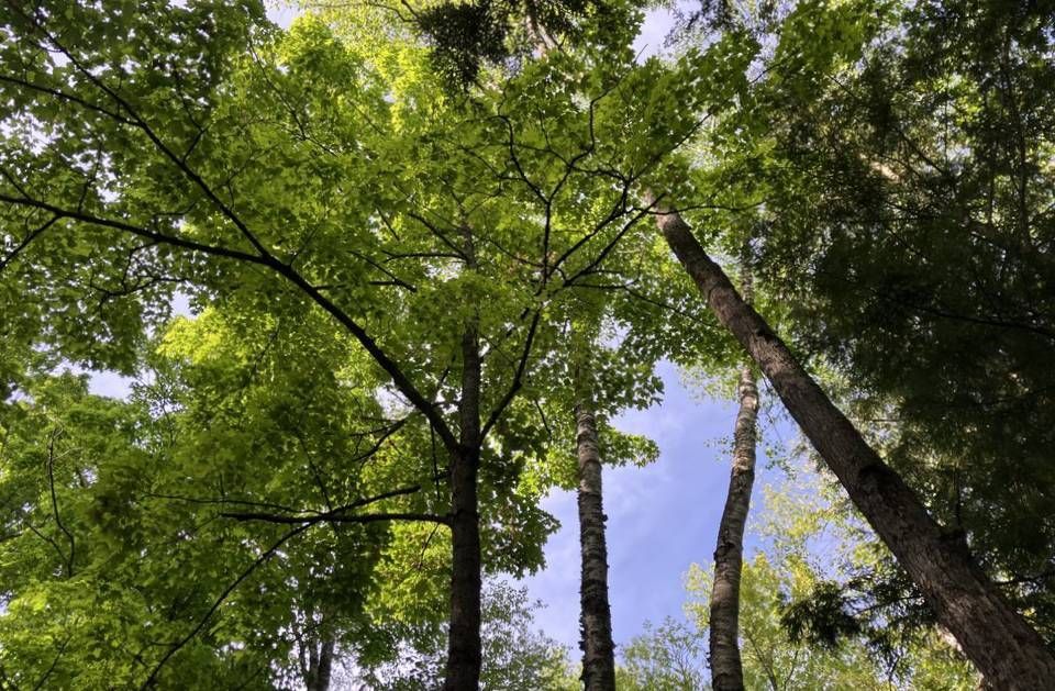Looking up at the trees in a forest on a sunny day.