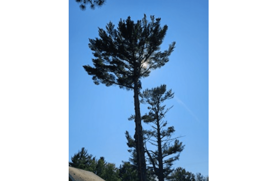 A tree with a blue sky in the background