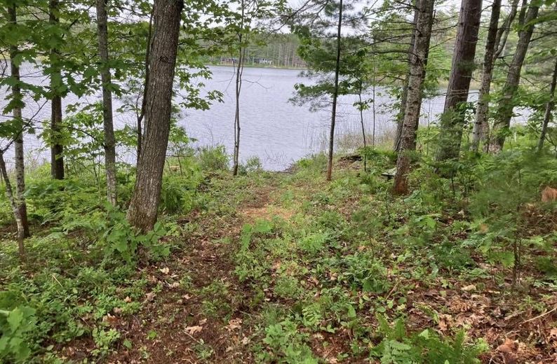 A lake is surrounded by trees in the middle of a forest.