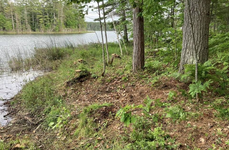 A lake is surrounded by trees and grass in the middle of a forest.