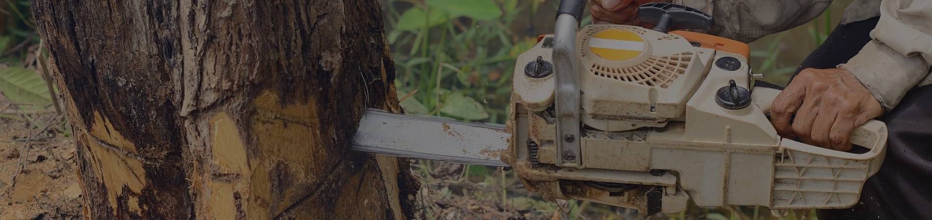 A man is cutting a tree with a chainsaw.