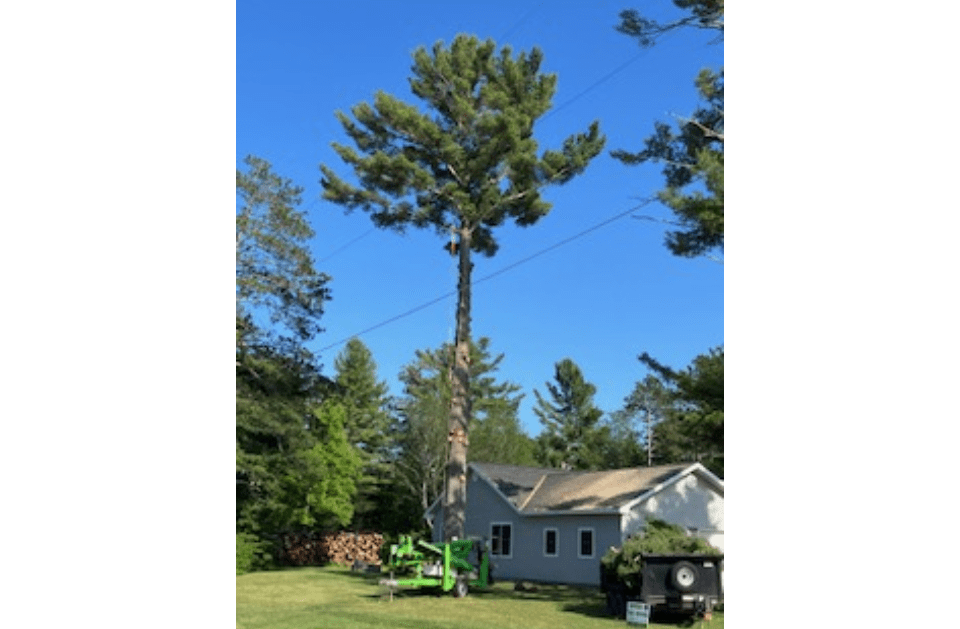 A tree is being cut down in front of a house