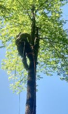 A man is climbing up the side of a tree.