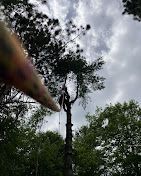 A person is climbing a tree with a rope.