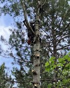 A man is climbing a tree with a chainsaw.