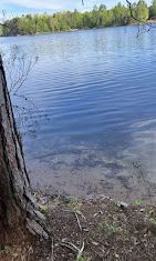 A tree trunk is sitting on the shore of a lake.