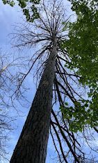 Looking up at a tall tree with a blue sky in the background.