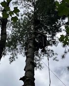A person is climbing a tree with a rope attached to it.