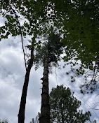 A person is climbing up a tree in the woods.