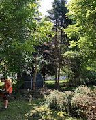 A man is standing in the middle of a lush green forest.