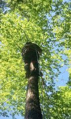 A person is climbing up a tree with a rope.
