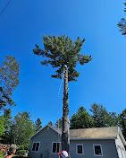 A man is climbing a tree in front of a house.