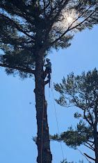A man is climbing a tree with a rope.
