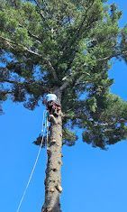 A man is climbing up the side of a large pine tree.