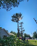 A crane is cutting down a pine tree in a yard.
