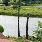 A couple of trees standing next to a body of water.