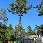 A large pine tree is being cut down in front of a house.