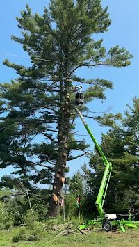 A man is cutting down a large pine tree with a crane.
