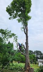 A man is climbing a tree with a rope attached to it.