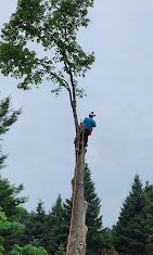 A man is climbing up the side of a tree.