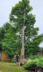 A man is standing next to a large tree in a yard.