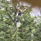 A man is climbing a tree with a chainsaw.