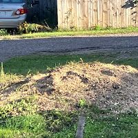 A pile of dirt is sitting in the grass in front of a wooden fence.