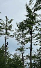 A person is climbing a tree in the middle of a forest.