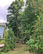 A path leading to a house surrounded by trees and bushes.