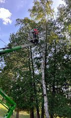 A man is cutting a tree with a crane.