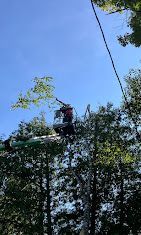A man in a bucket is cutting a tree.