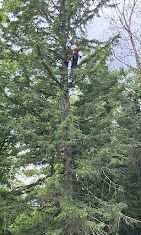 A man is climbing a tree with a chainsaw.