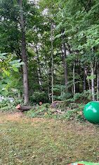 A green ball is sitting in the middle of a lush green forest.