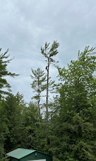 A tree is being cut down in the middle of a forest.