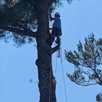 A man is climbing up the side of a tree.